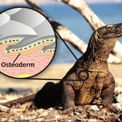 The living Komodo dragon and illustration showing how the osteoderm bone reinforces the scales and acts like body armour. Photo of the Komodo dragon by Bryan Fry, inset by Gilbert Price.